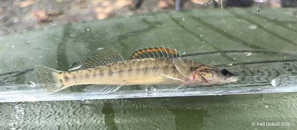 A Slenderhead Darter (Percina phoxocephala) from a riffle in Central Indiana.