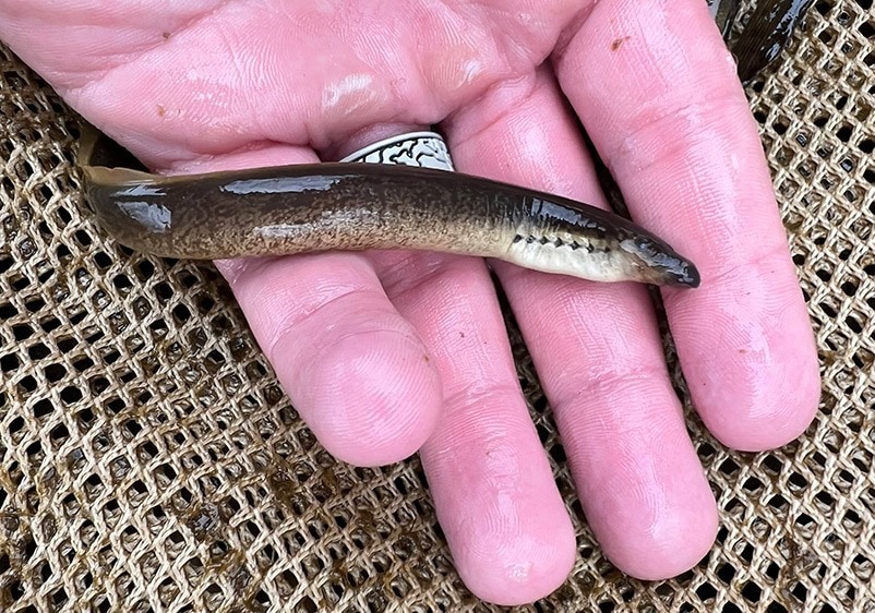 northern brook lamprey