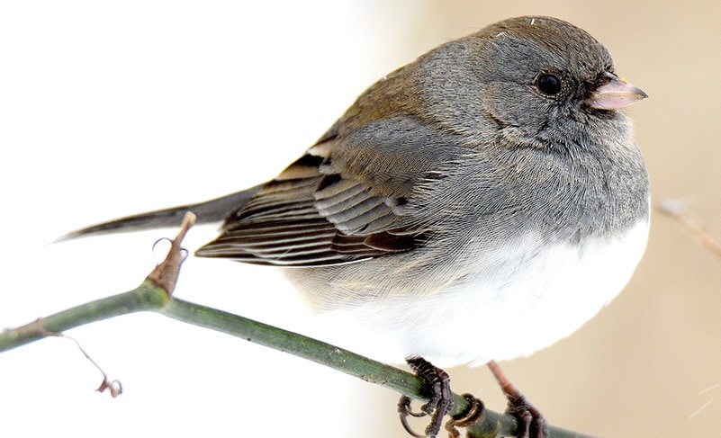 dark eyed junco on branch