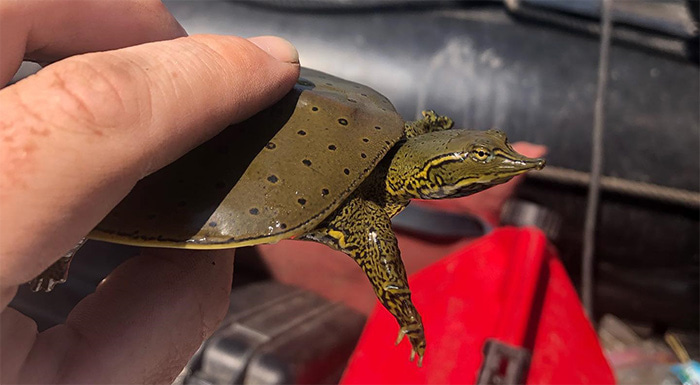 eastern spiny softshell turtle