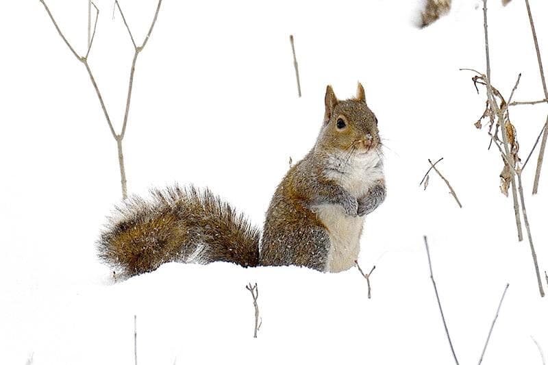 eastern grey squirrel