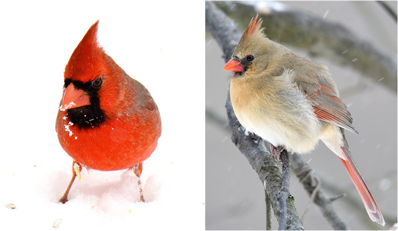 northern cardinal male and female
