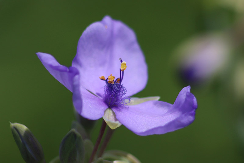 a spiderwort in bloom