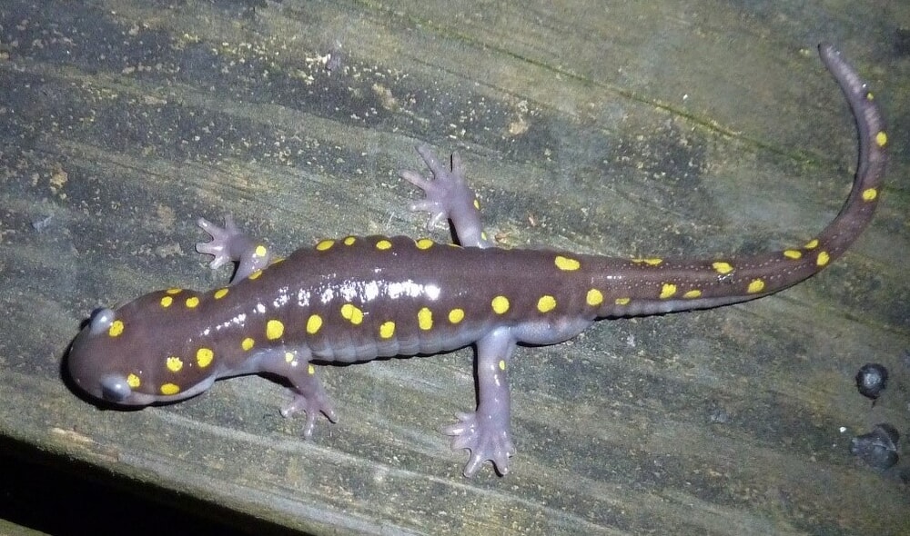 spotted salamander