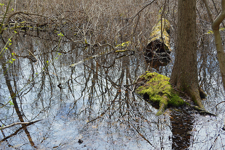 spring and vernal pools