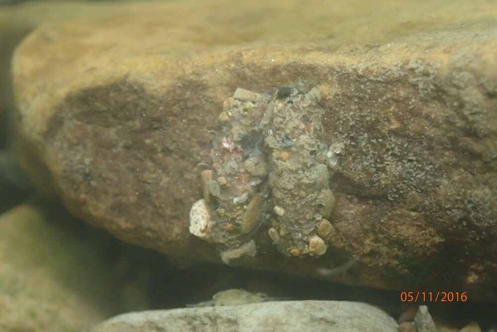 Two Caddisflies in their Cases