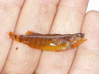 a small fish in a palm of a hand