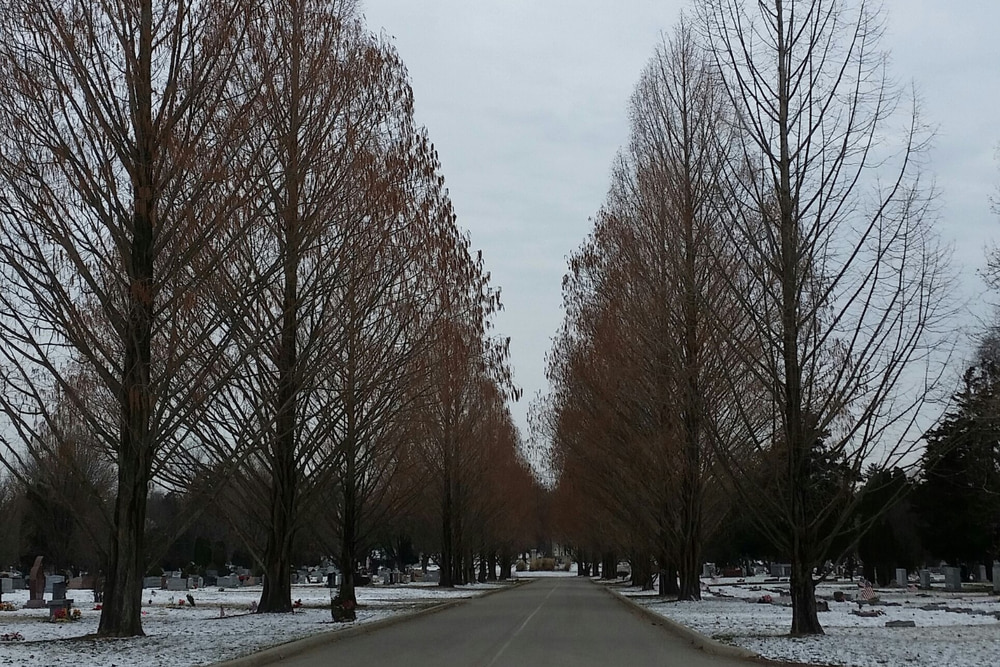 trees in green lawn cemetery