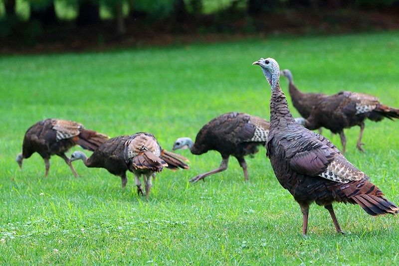 turkeys in a field