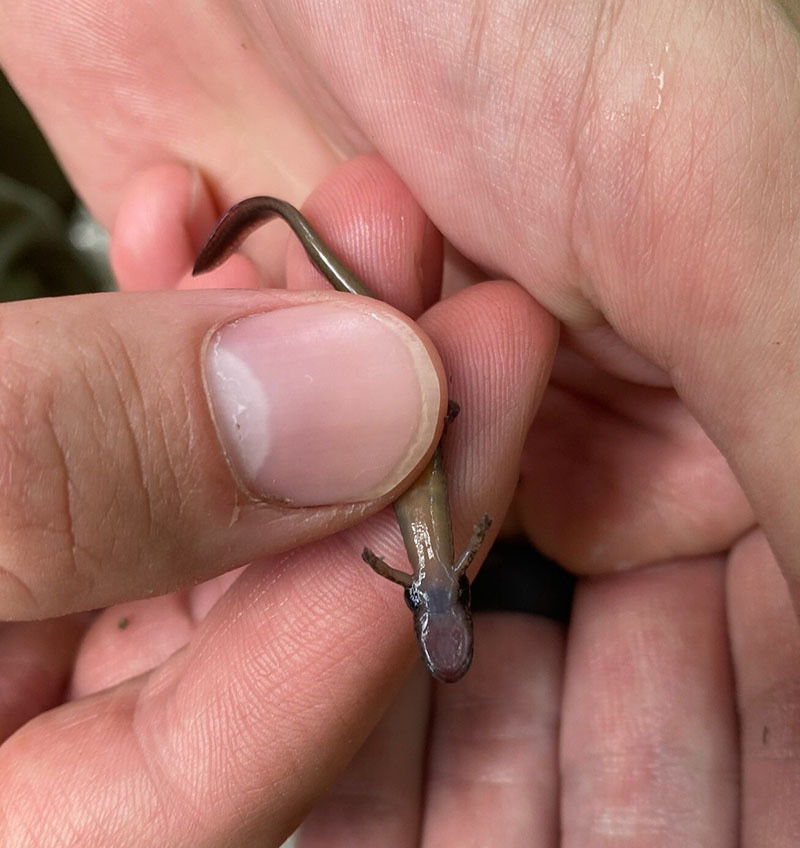 a Long-tailed salamander