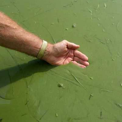 hand scooping pond water