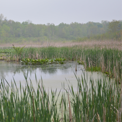 wetlands