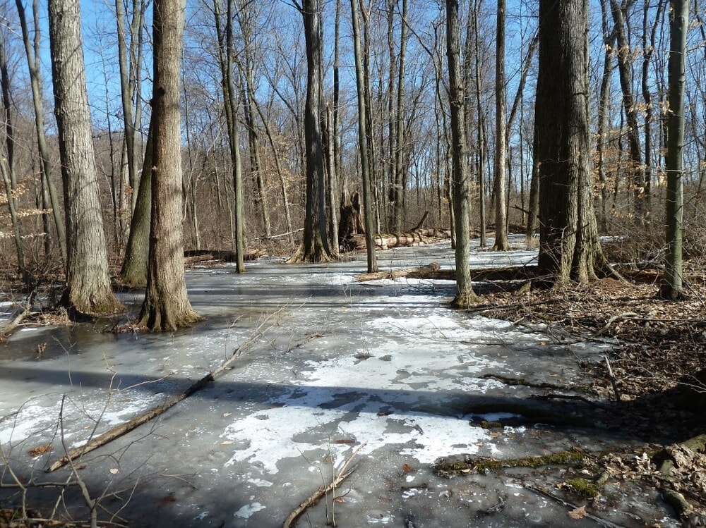 a vernal pool in winter