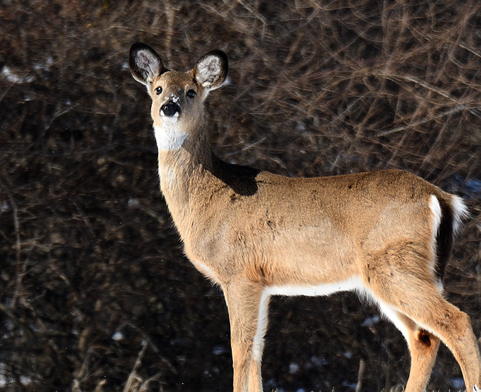 White tailed deer foraging in winter