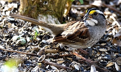 White-throated Sparrow