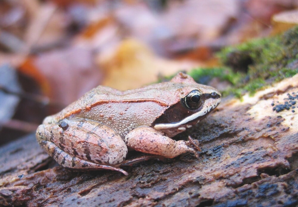 Wood Frog